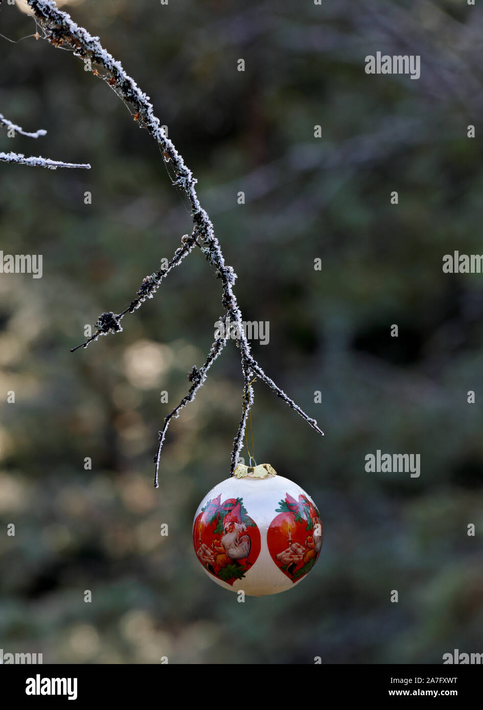 A white Christmas ball with red decorations hanging from a frosty birch branch Stock Photo