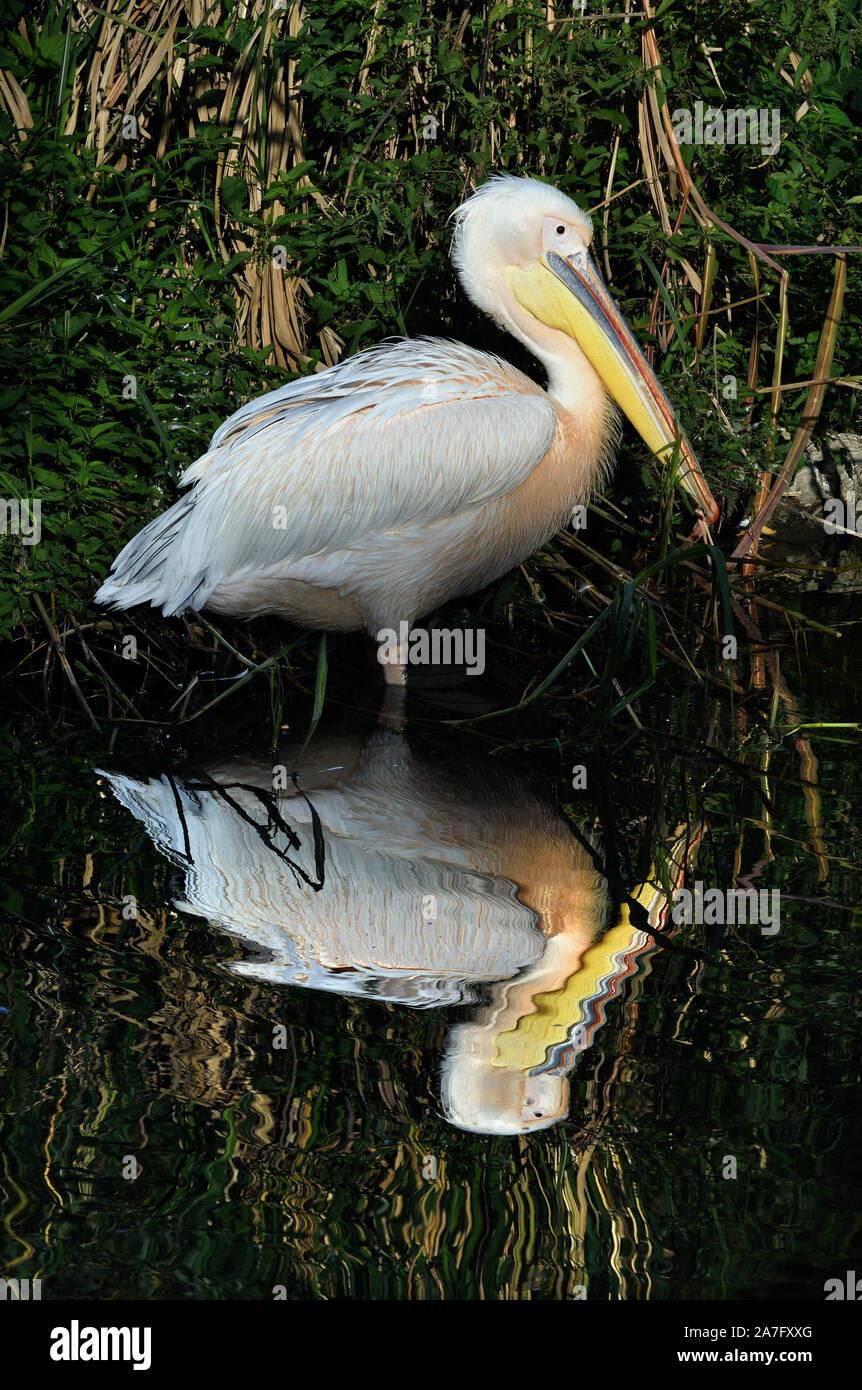 great white pelican;pelecanus onocrotalus;basel zoo;switzerland Stock Photo