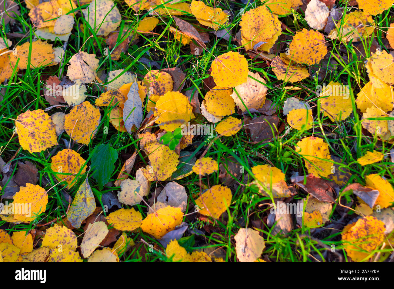 Multi-colored and yellow fallen leaves on autumn still green grass in a ...