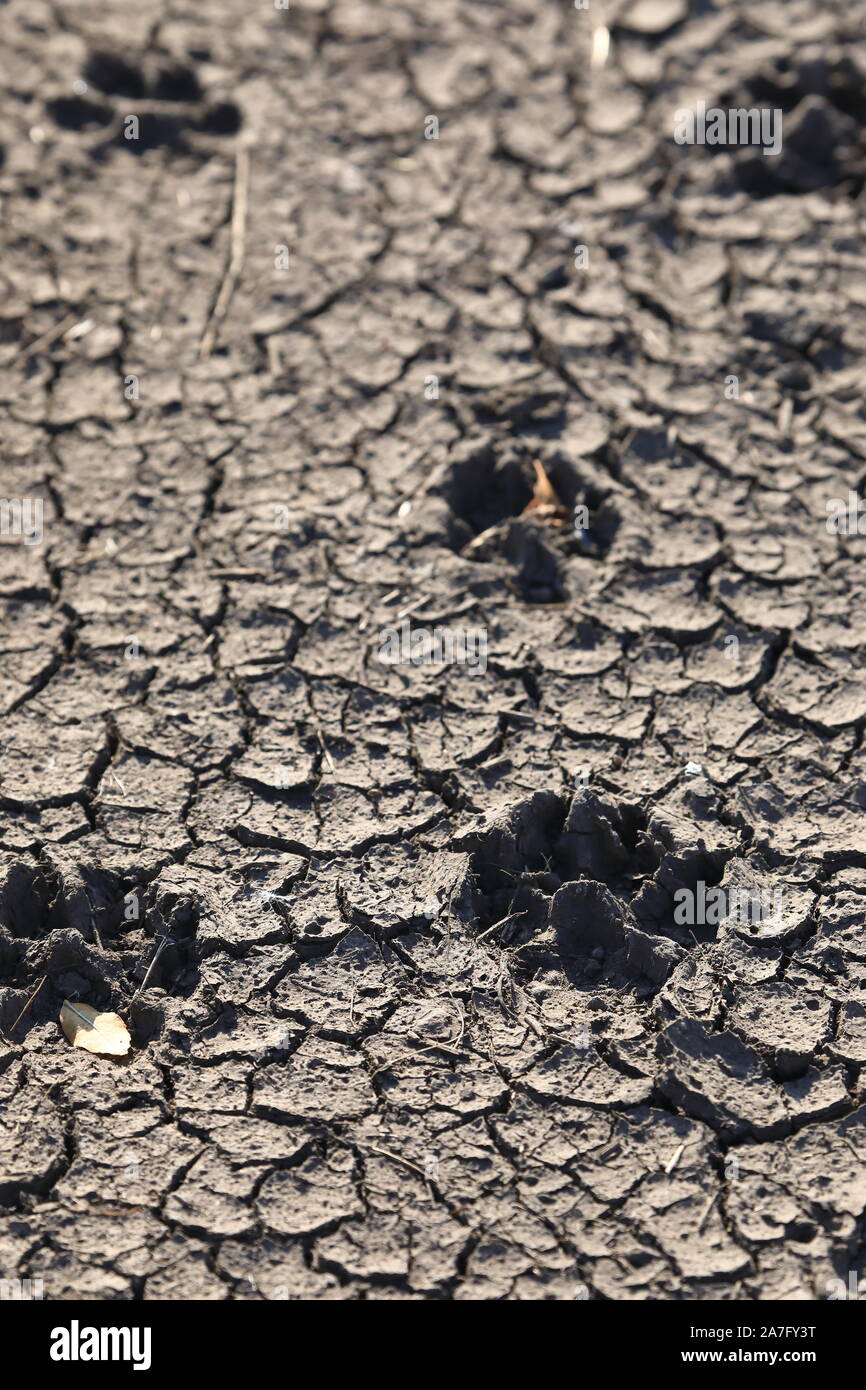 Animal footprint tracks in dried mud Stock Photo