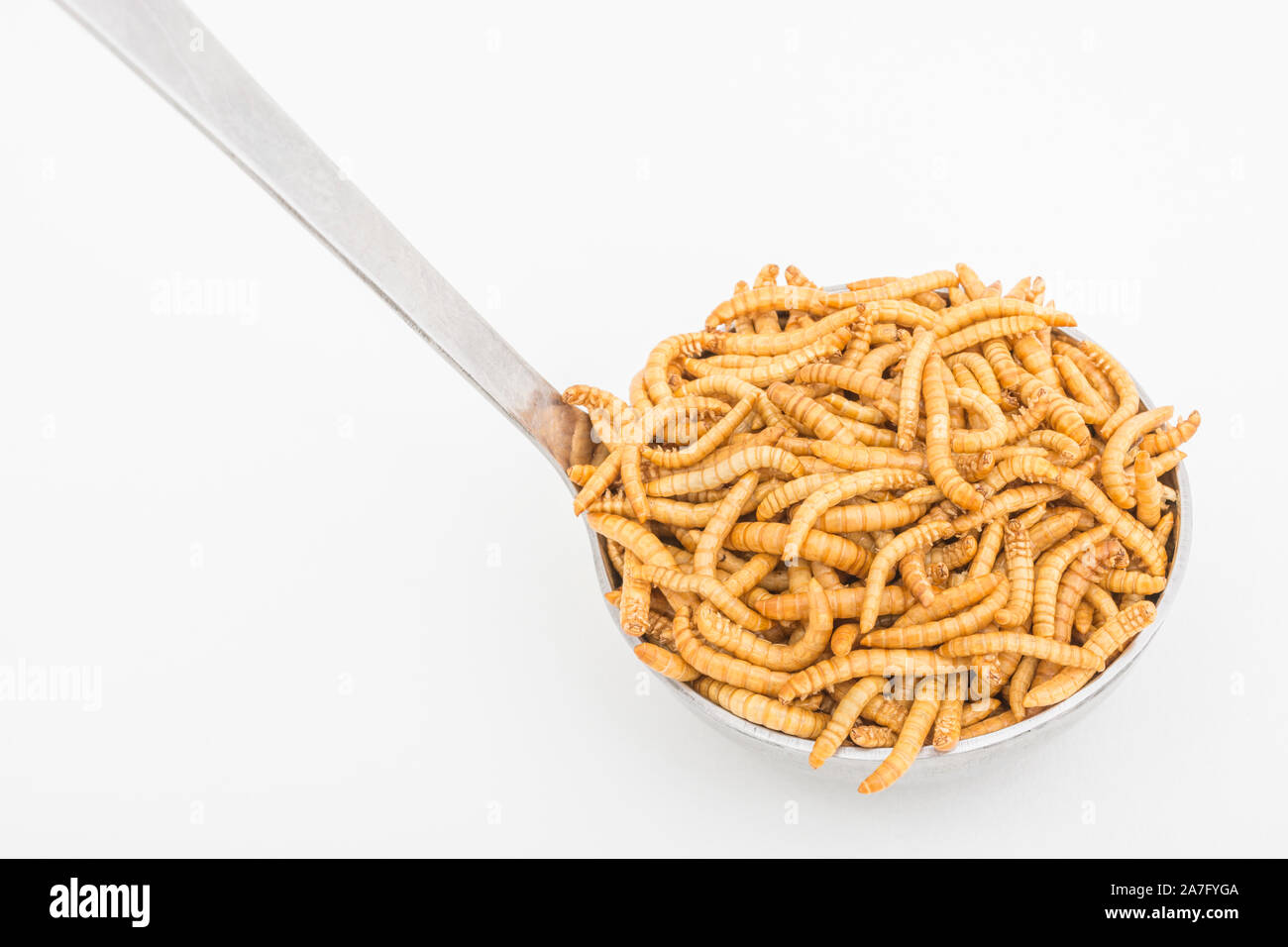 Edible Mealworms / Tenebrio molitor on spoon as kitchen ingredient