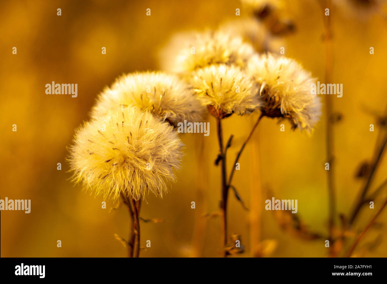 Flowers withered of a plant Greater burdock (Arctium láppa). Autumn Front view. Stock Photo