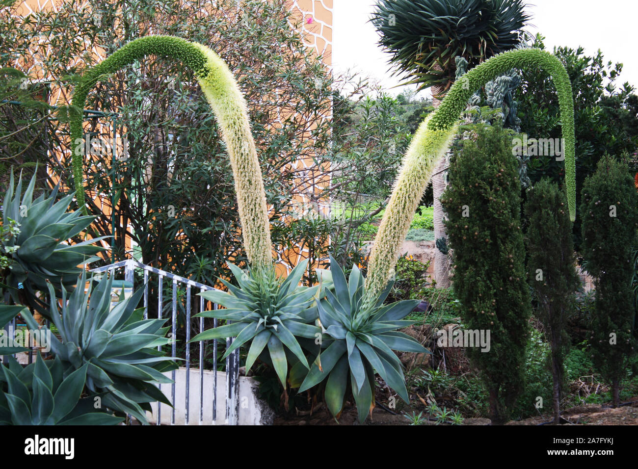 Drachenbaum-Agave, Agave attenuata Stock Photo - Alamy