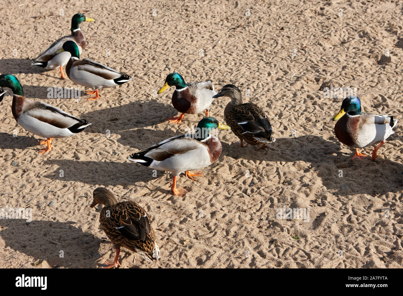 mallard ducks male and female on sandy shores of lough neagh County Derry Northern Ireland Stock Photo