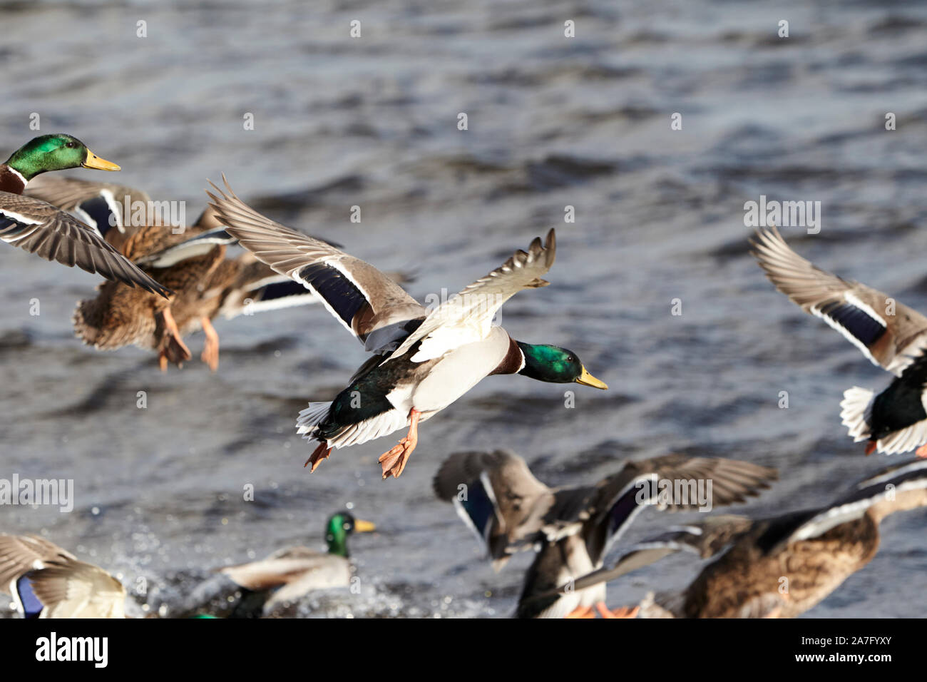 flock of male and female mallard ducks coming in to land on water ballyronan lough neagh County Derry Northern Ireland Stock Photo