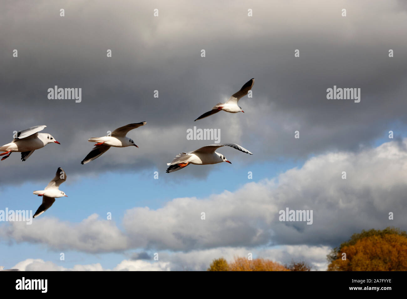 flock of black-headed gulls with winter plumage flying over the shores of ballyronan lough neagh County Derry Northern Ireland Stock Photo