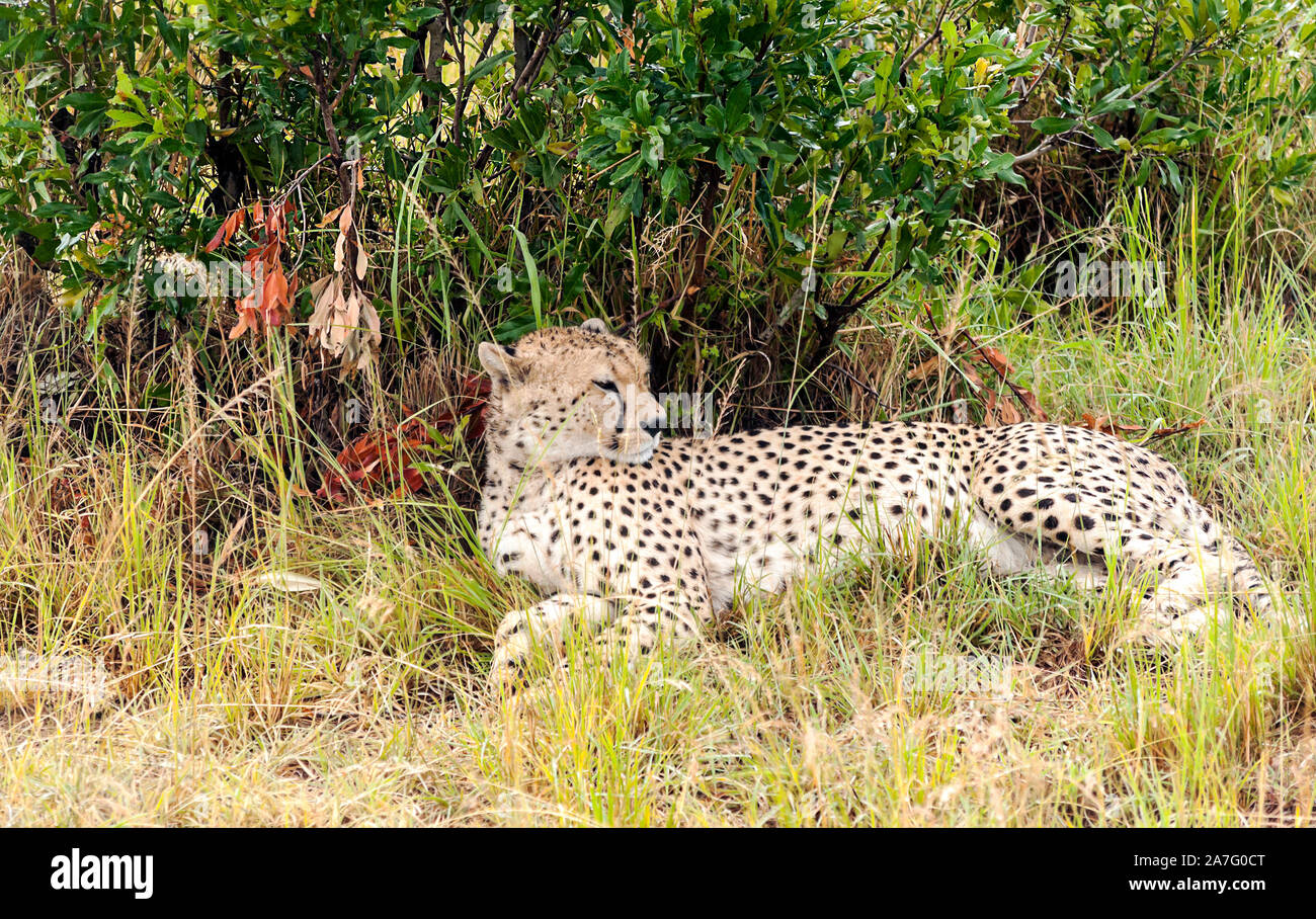 Jaguar in the jungle of Kenya under a cloudy sky Stock Photo - Alamy