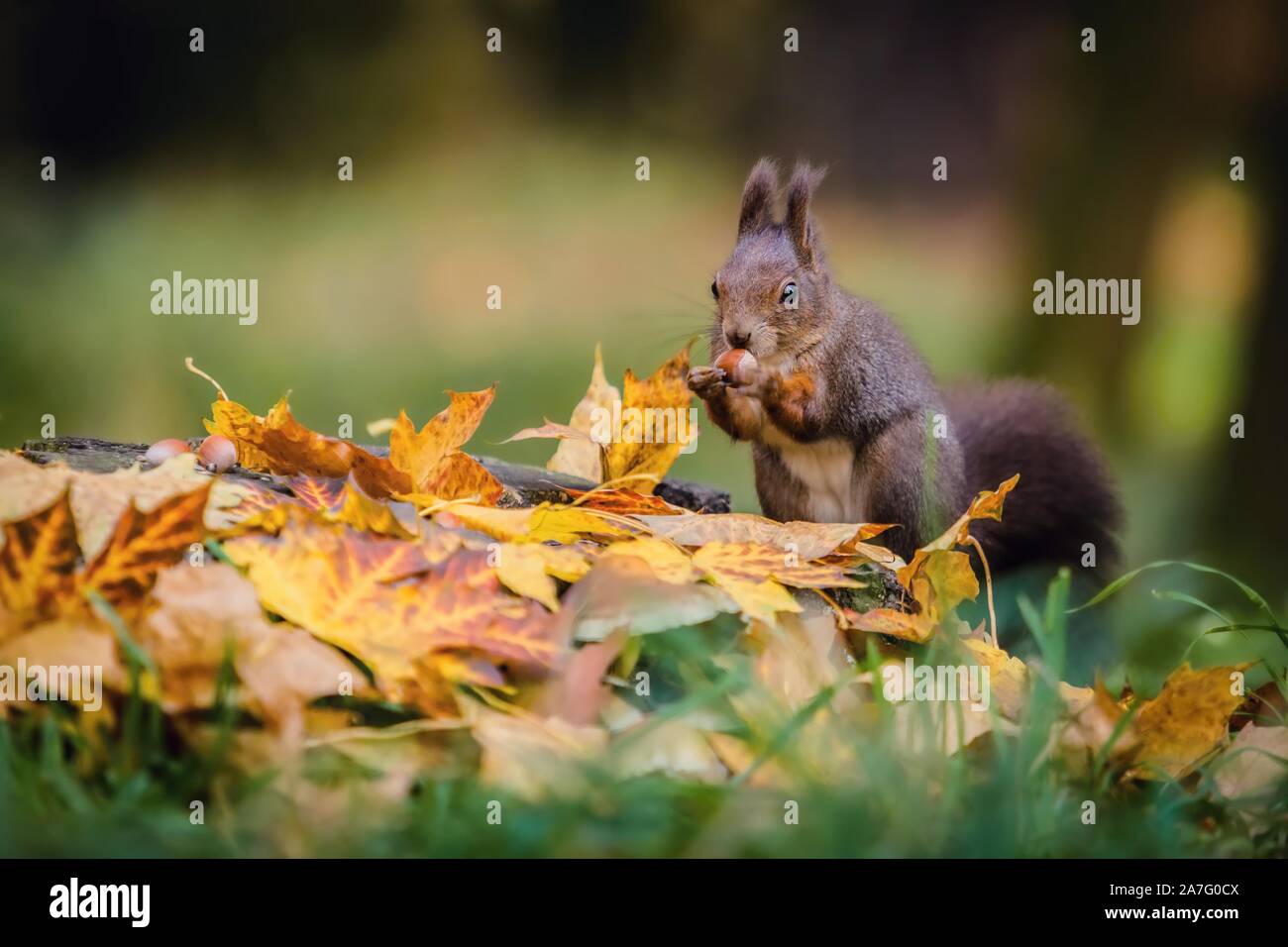 Hungry Eurasian red squirrel sitting on a tree stump covered with colorful leaves holding hazelnut in its paws. Autumn day in a deep forest. Stock Photo