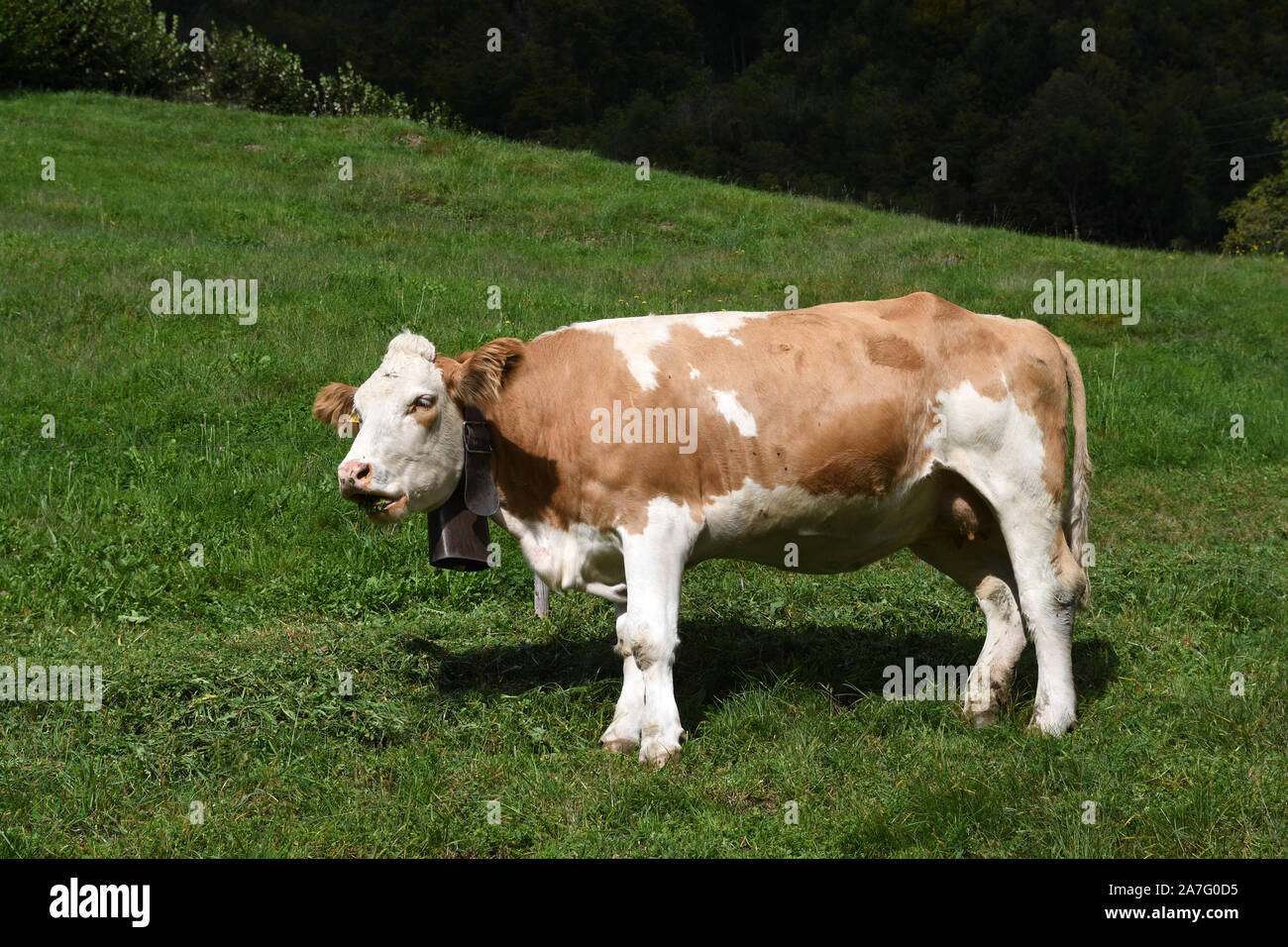 simmental cattle;alpnachstad;bernese oberland;switzerland Stock Photo