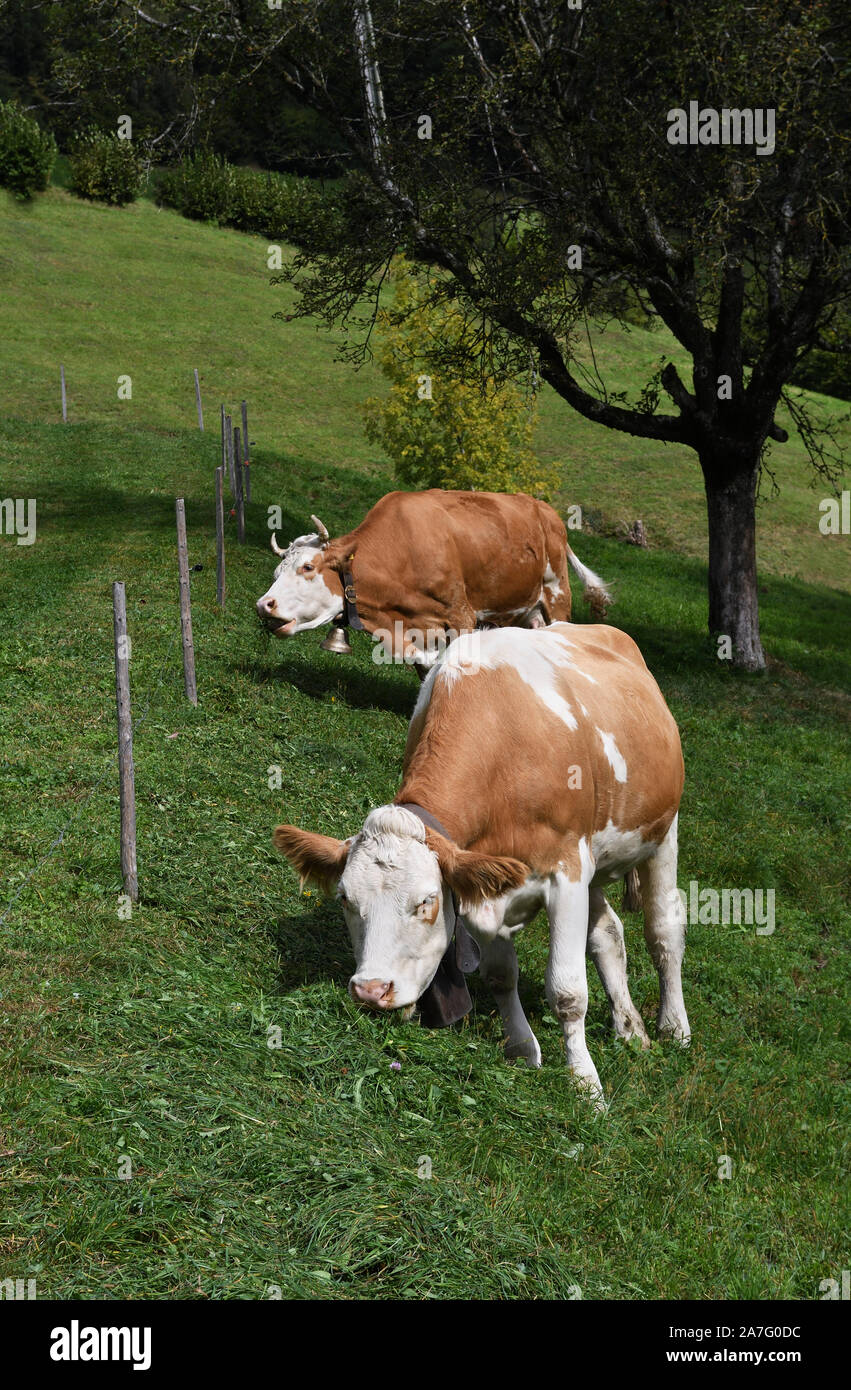 simmental cattle;alpnachstad;bernese oberland;switzerland Stock Photo
