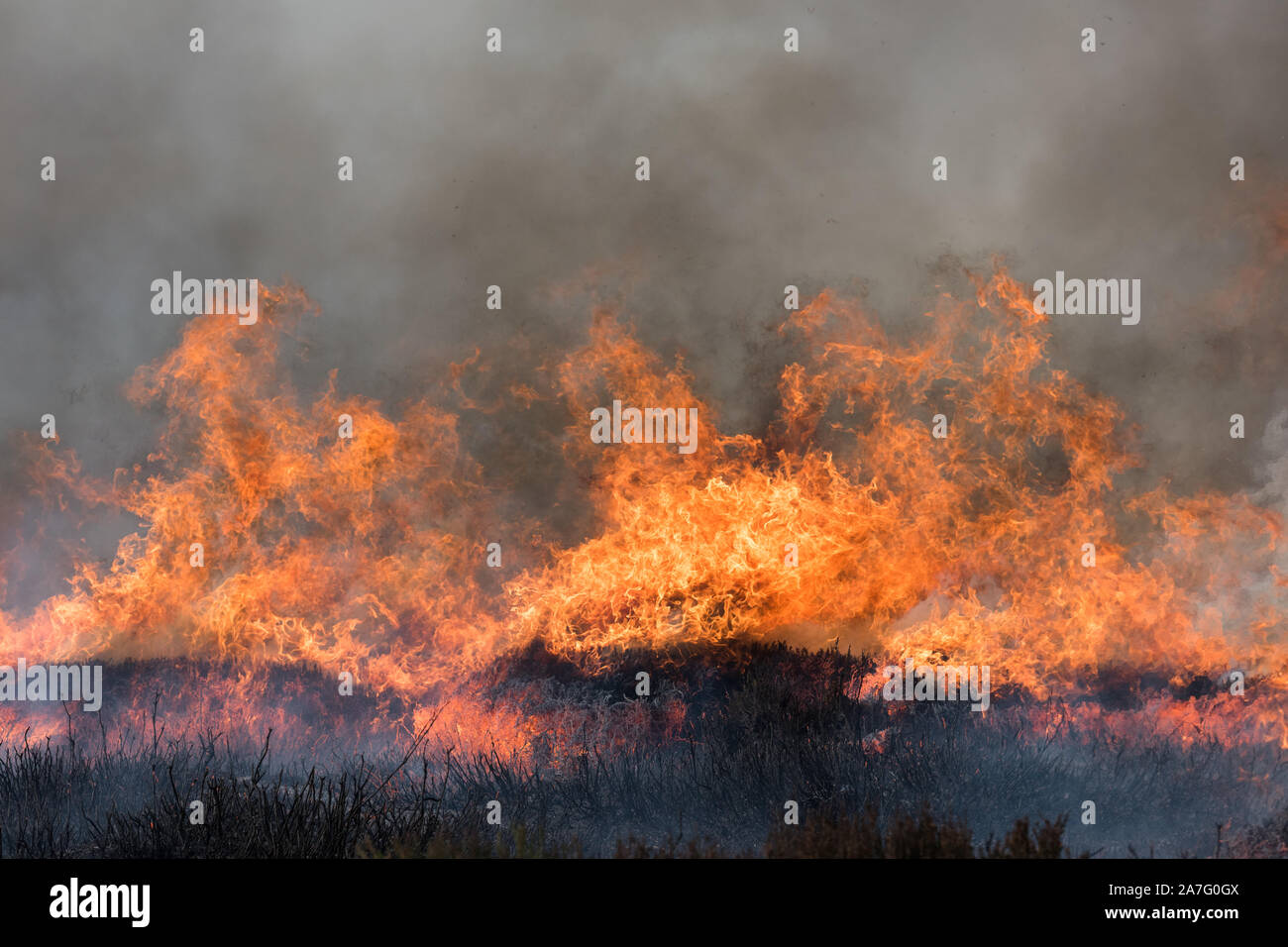Grouse moor mangement by heather burning, Peak District National Park, Emgland Stock Photo
