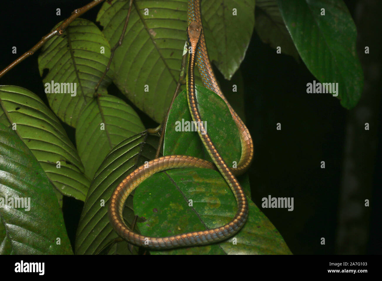 Dendrelaphis cyanochloris, Blue bronzeback Snake, Stock Photo