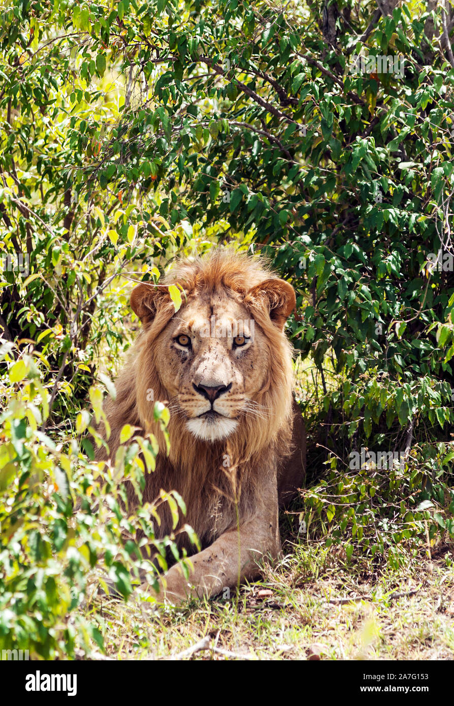 Lions in the jungle of Kenya in Africa Stock Photo - Alamy