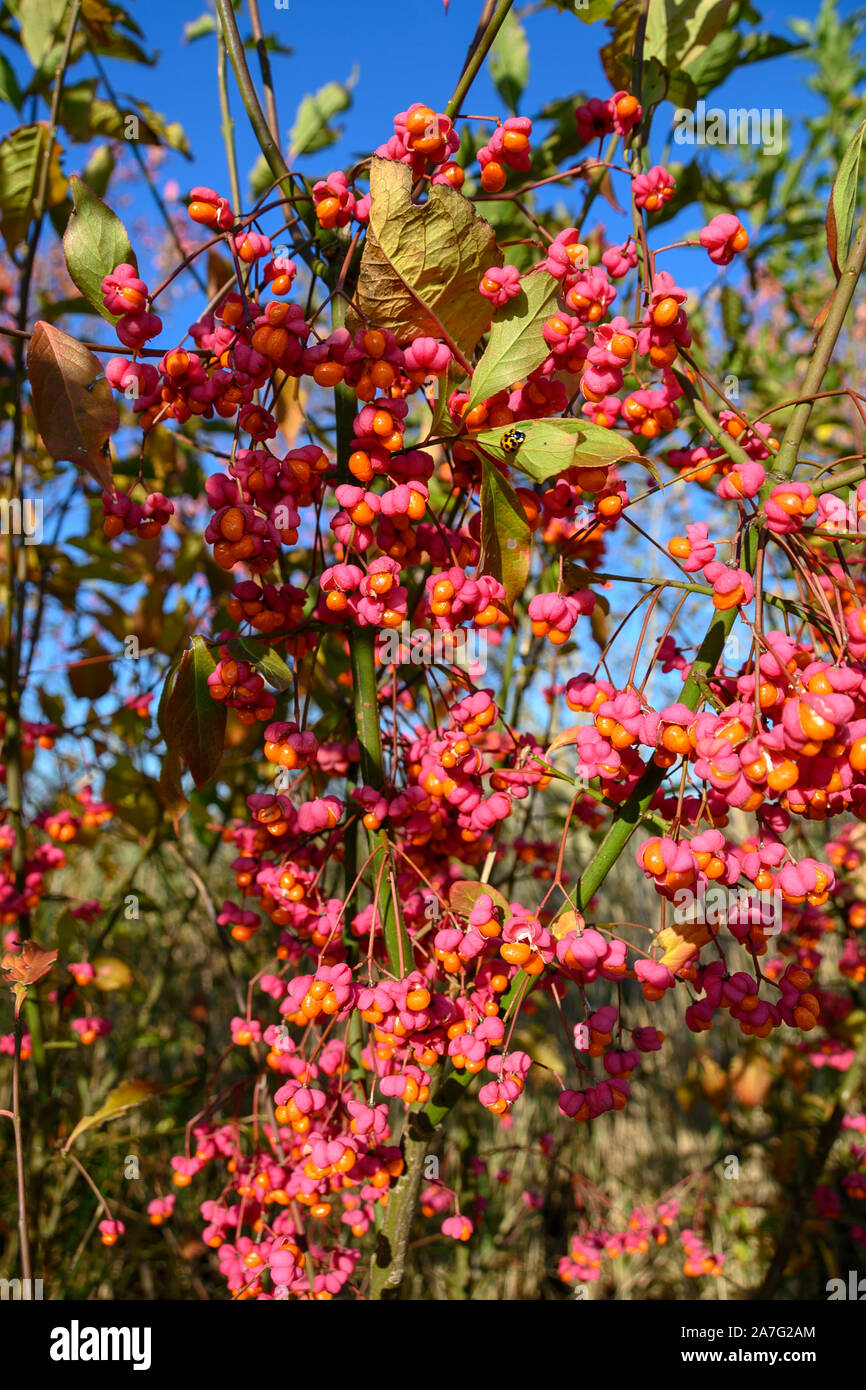 Colorful common spindle bush Stock Photo
