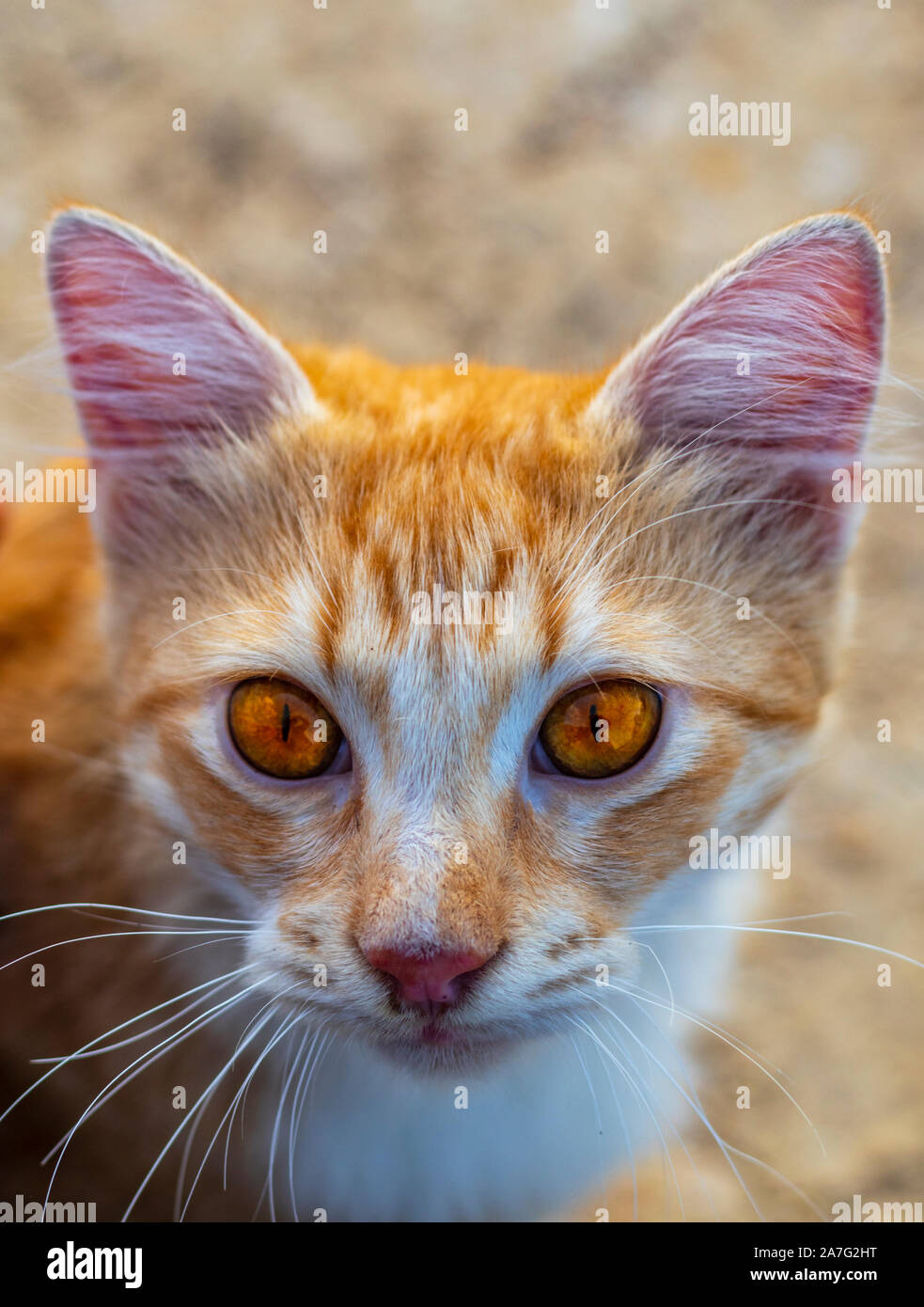 beautiful and friendly ginger cat Stock Photo Alamy