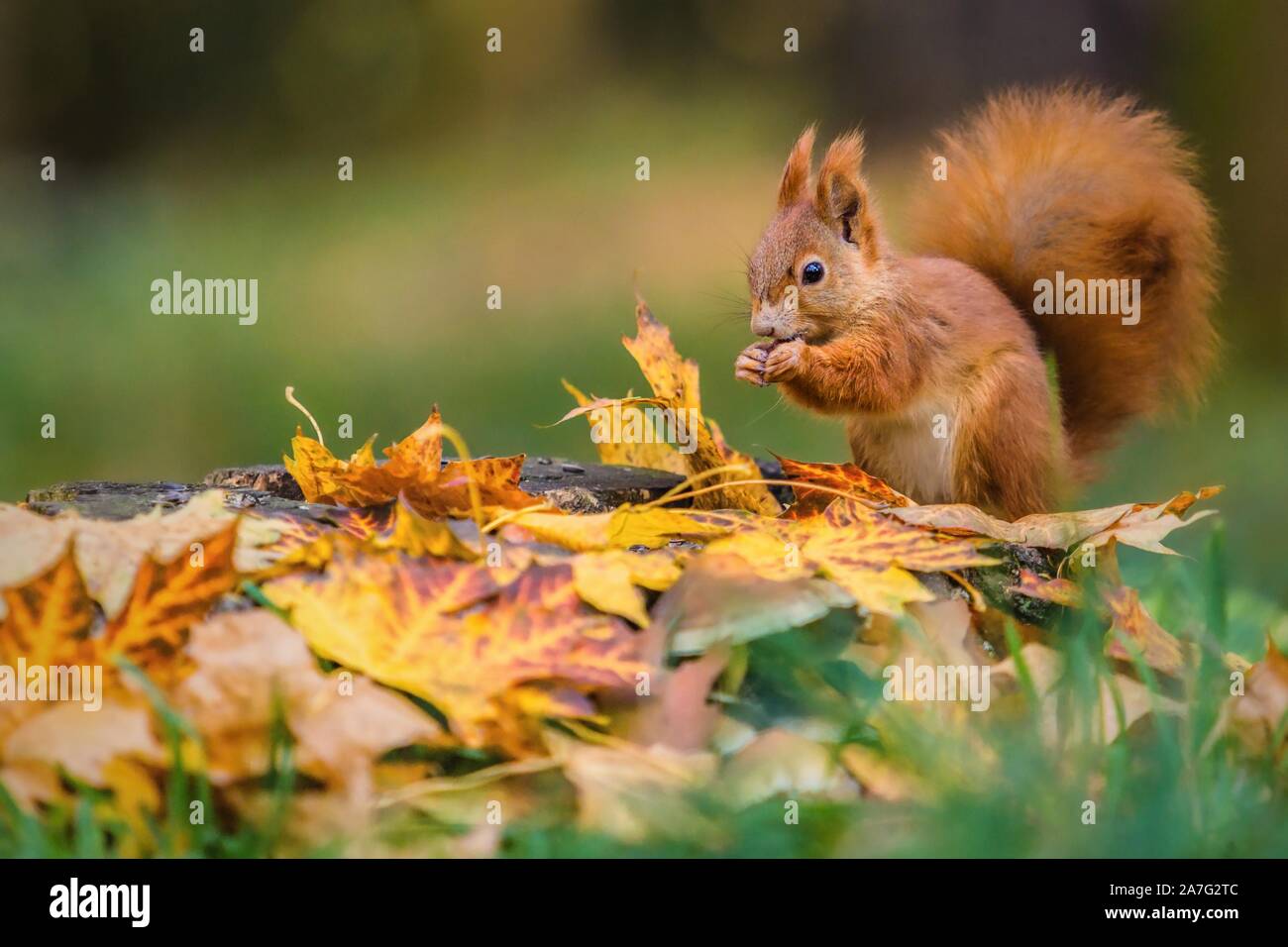Cute red Eurasian squirrel with fluffy tail sitting on a tree stump covered with colorful leaves feeding on seeds. Sunny autumn day in a deep forest. Stock Photo