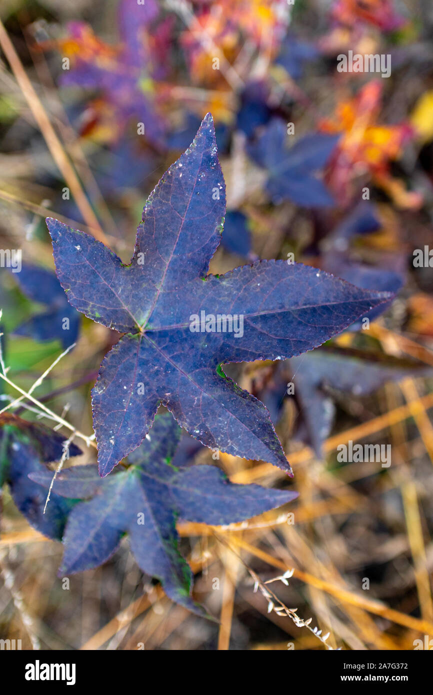 Purple leaf up close hi-res stock photography and images - Alamy