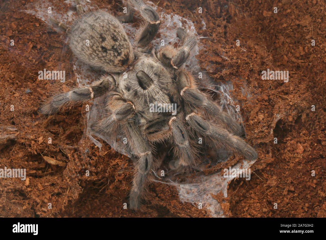 Burst horned baboon tarantula or African rear-horned baboon tarantula, Ceratogyrus darlingi and babies Stock Photo