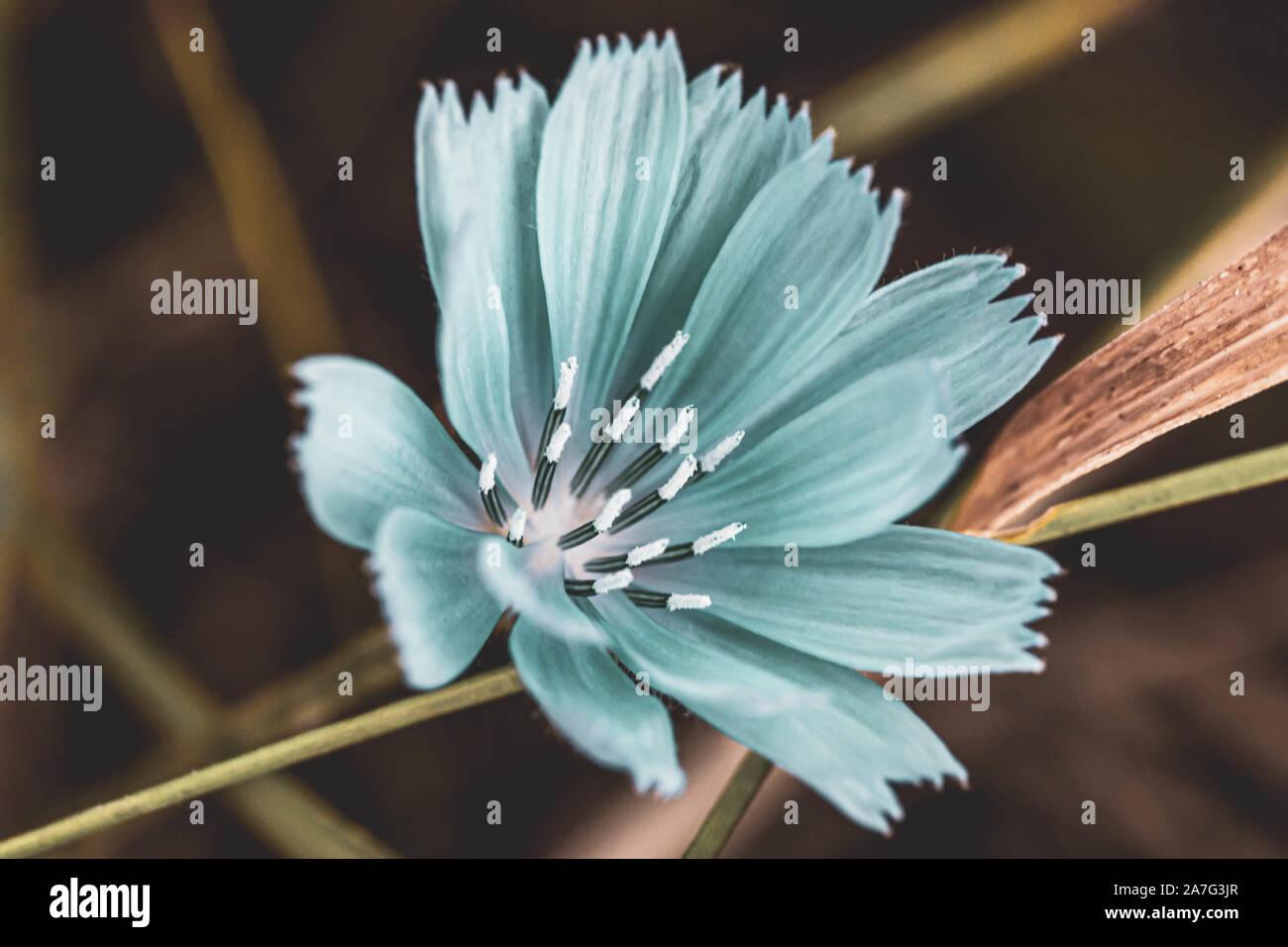 Details of a Pale Blue Autumn Flower in Bloom Stock Photo