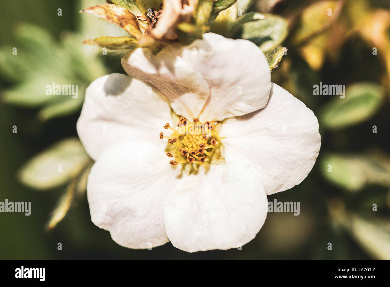 Details of a Beautiful White Autumn Flower in Bloom Stock Photo