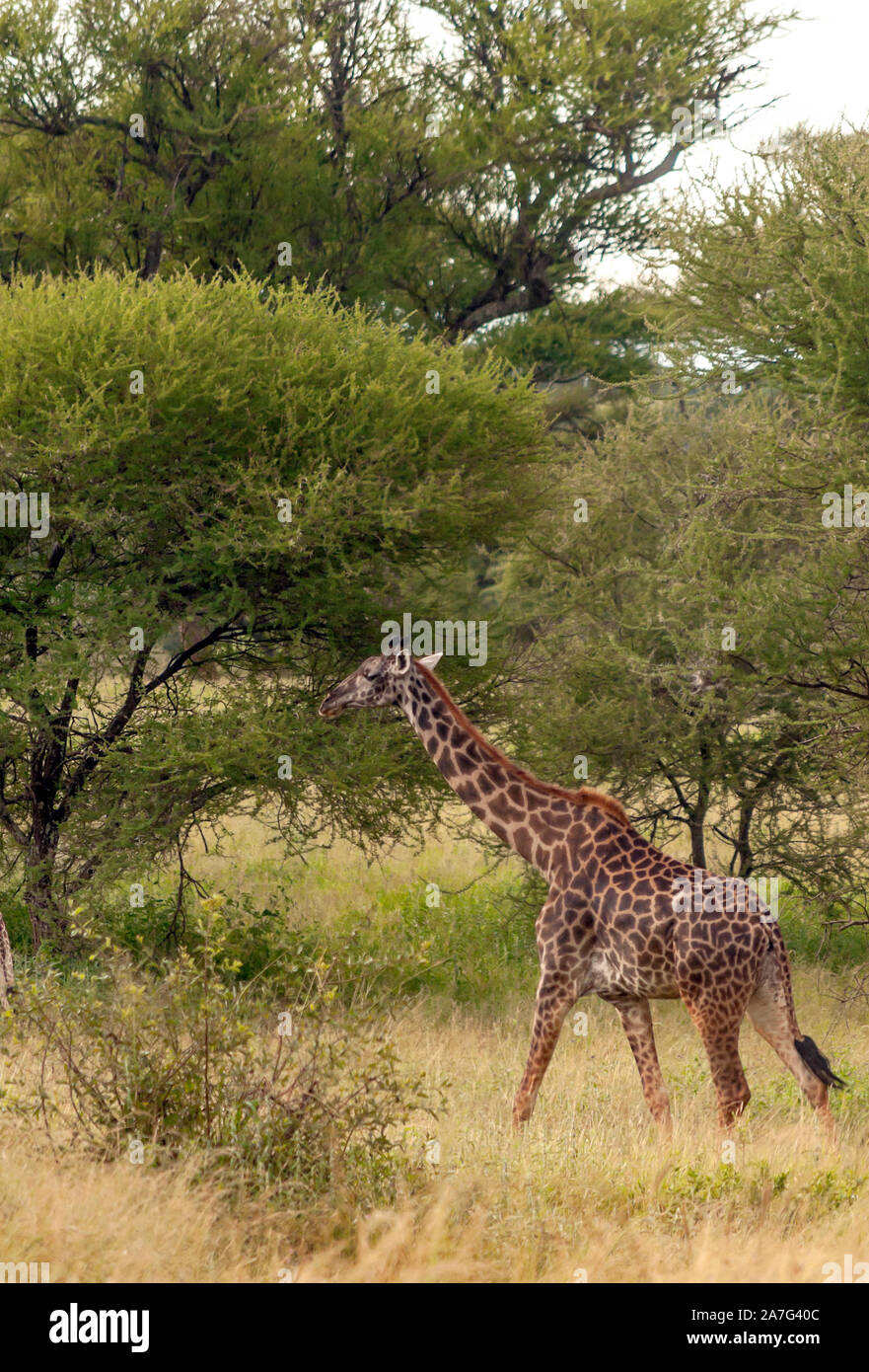 Giraffes in the prairies with acacias from Kenya on a cloudy day Stock Photo