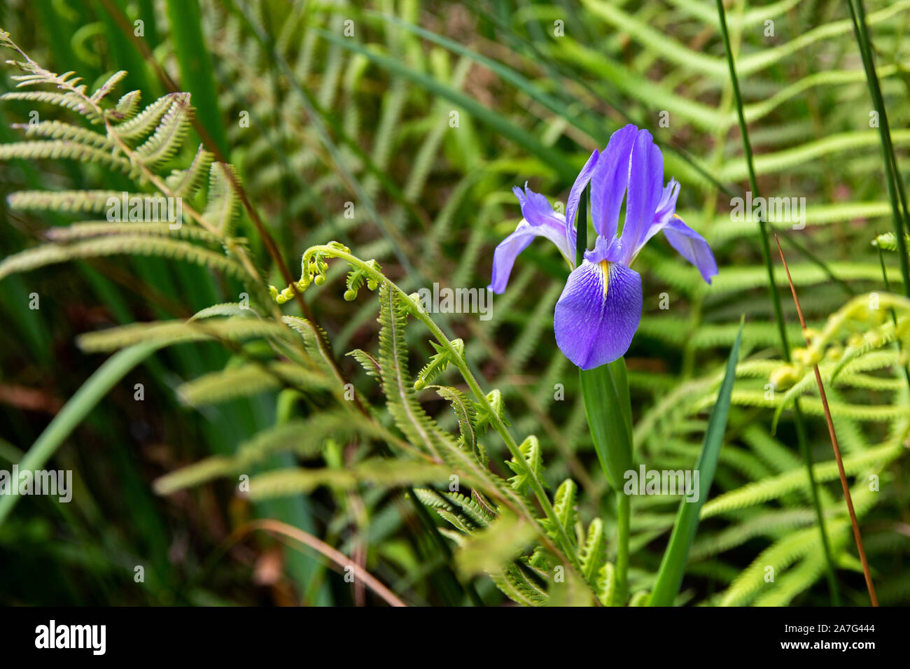 Wild purple iris found in a Northeast Florida swamp. Stock Photo