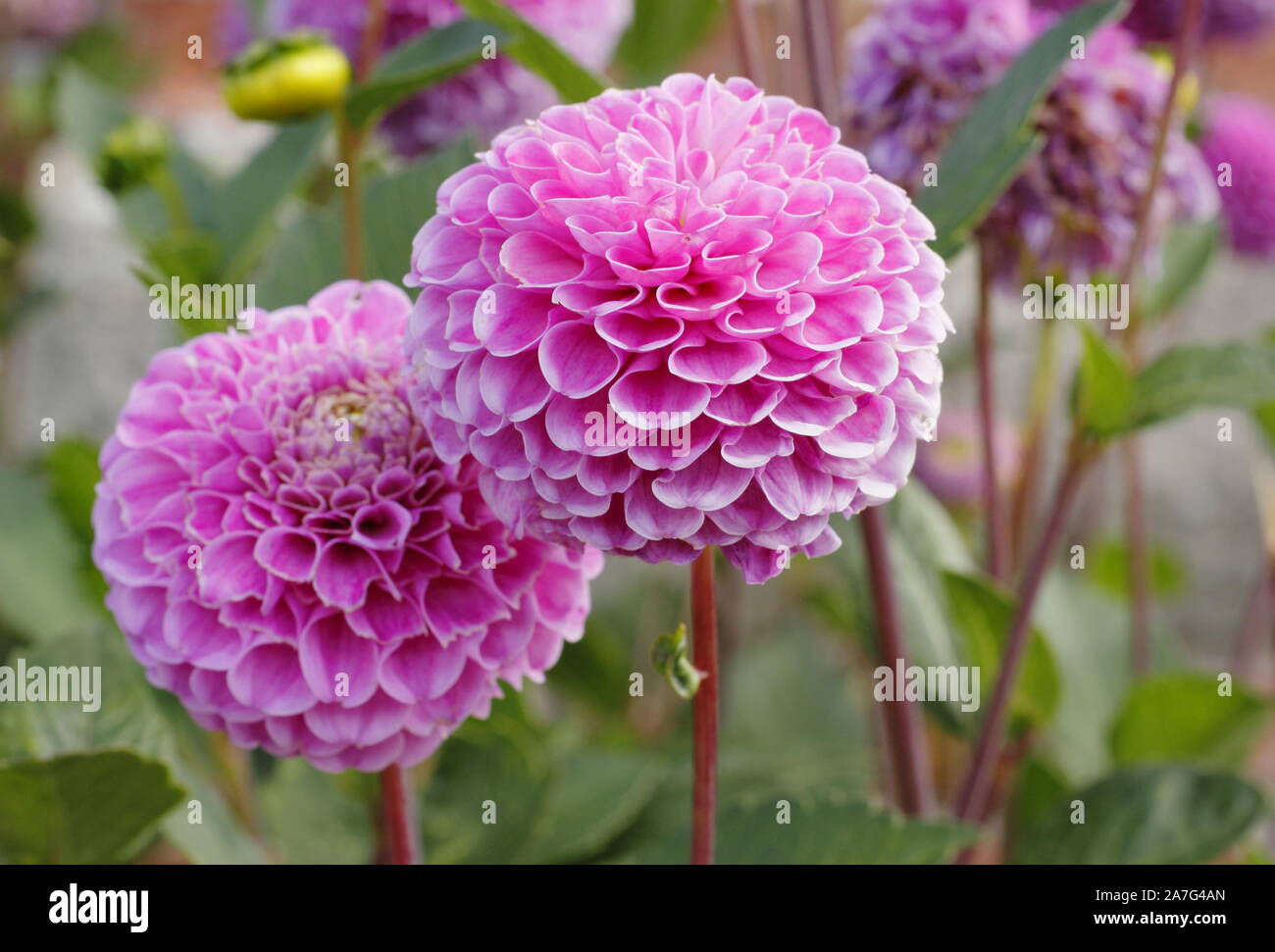 Dahlia 'Wizard of Oz' displaying distinctive double spherical blooms in a late summer garden border, UK Stock Photo