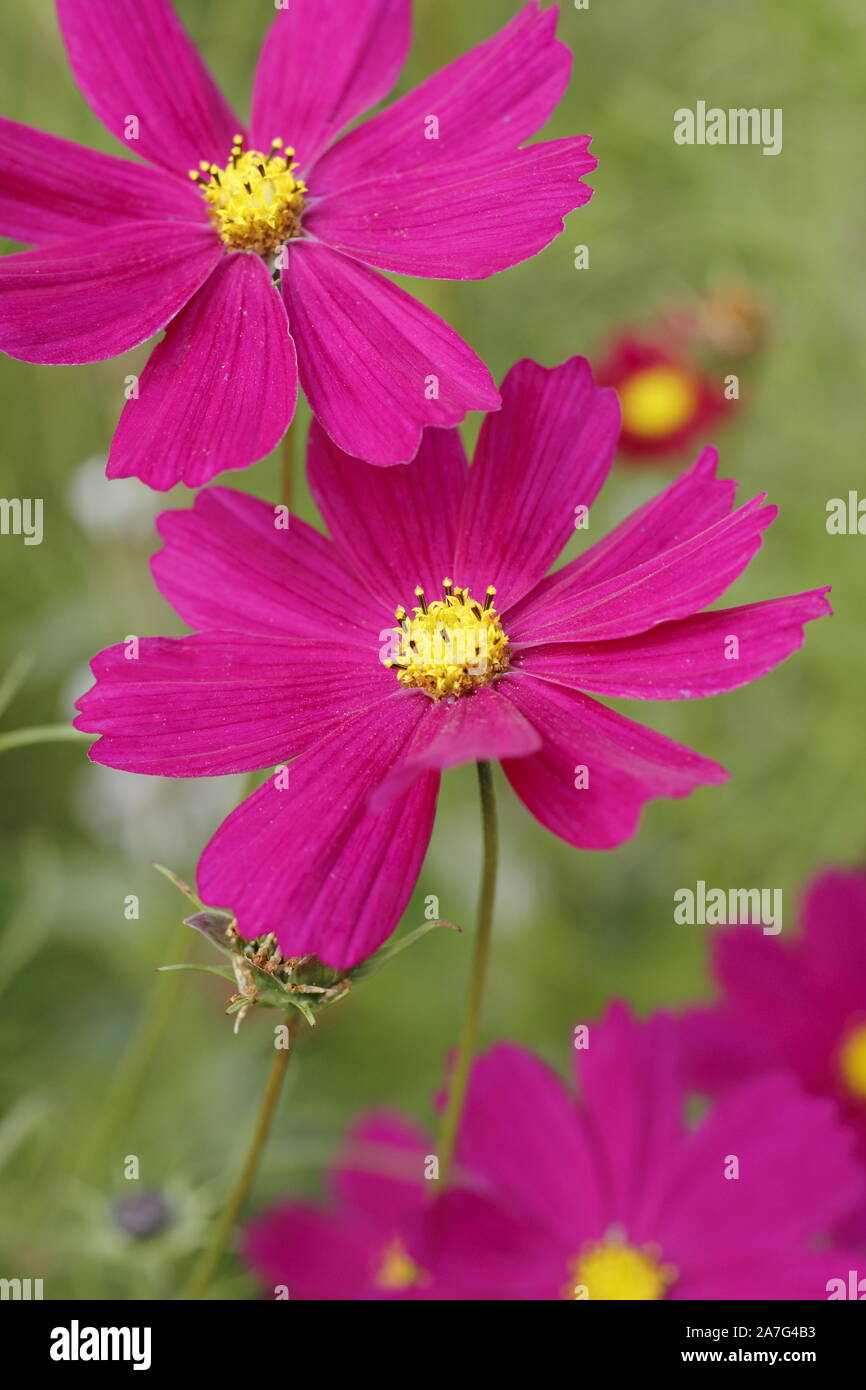Cosmos bipinnatus 'Dazzler' deep pink half hardy annual flowering in a September garden border. UK Stock Photo