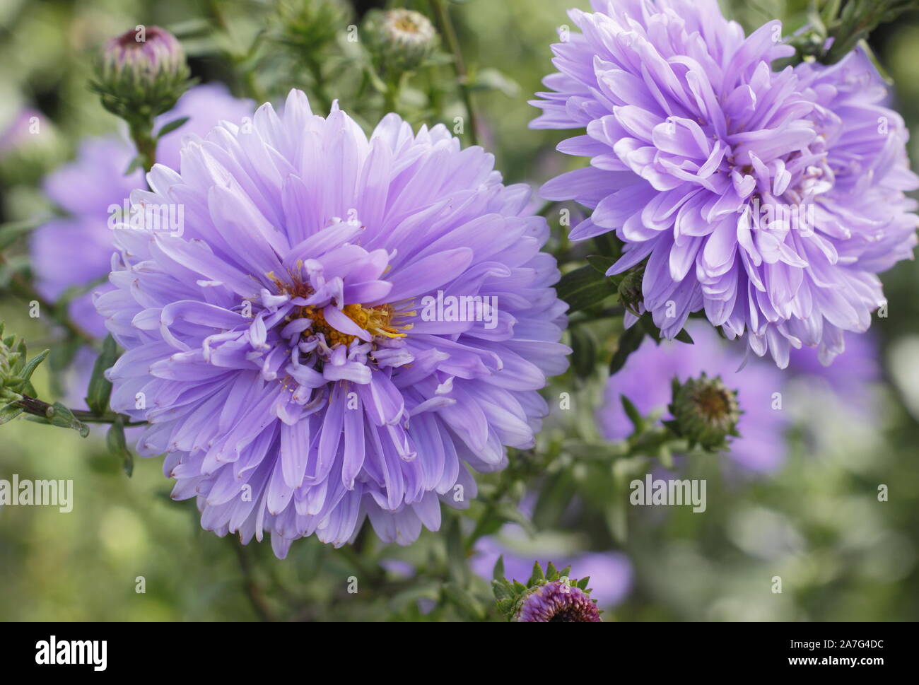 Aster novi belgii Marie Ballard displaying distinctive powder blue double blooms in a September garden. UK Stock Photo
