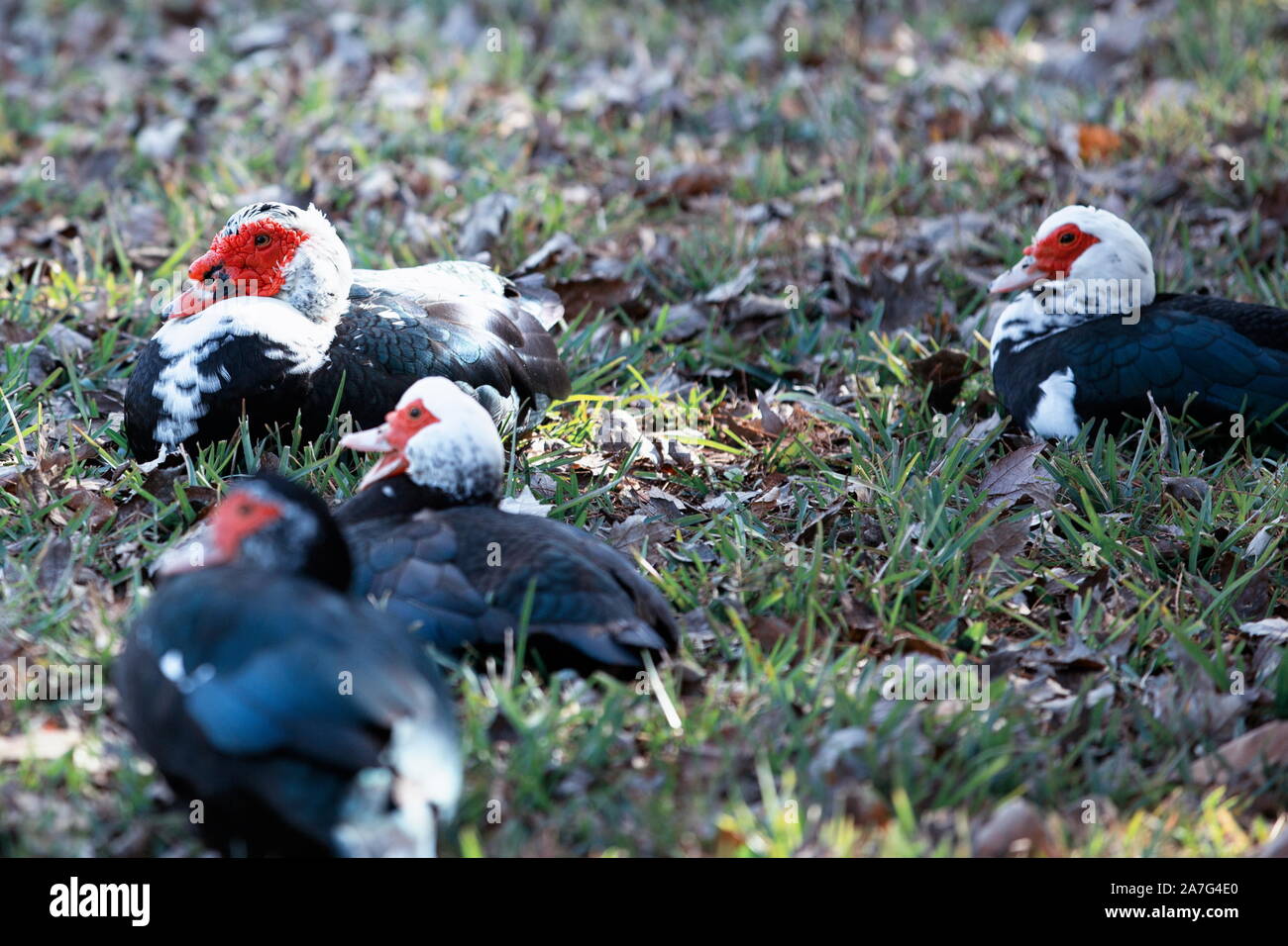 Group of Muscovy ducks resting in grass Stock Photo Alamy