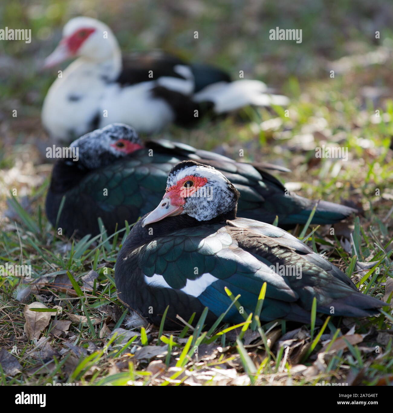 Group of Muscovy ducks resting in grass Stock Photo Alamy