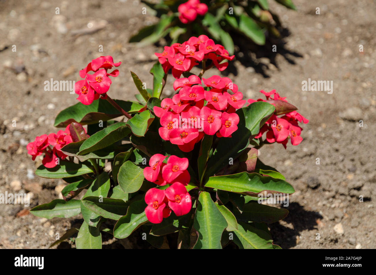 Spiny Shrub Stock Photos Spiny Shrub Stock Images Alamy