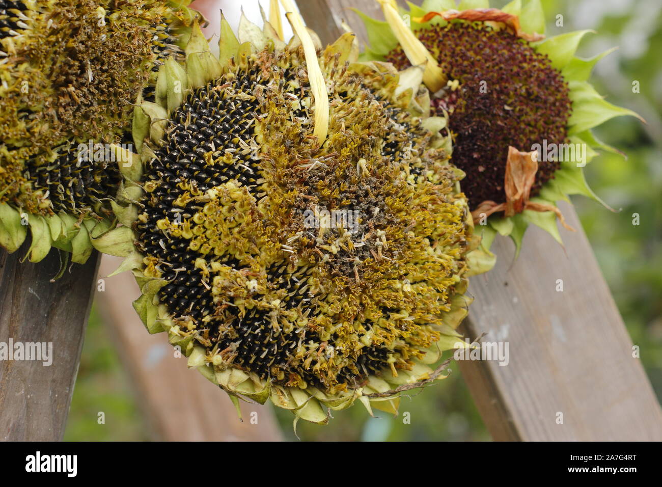 Sunflower seedhead bird feeder hires stock photography and images Alamy