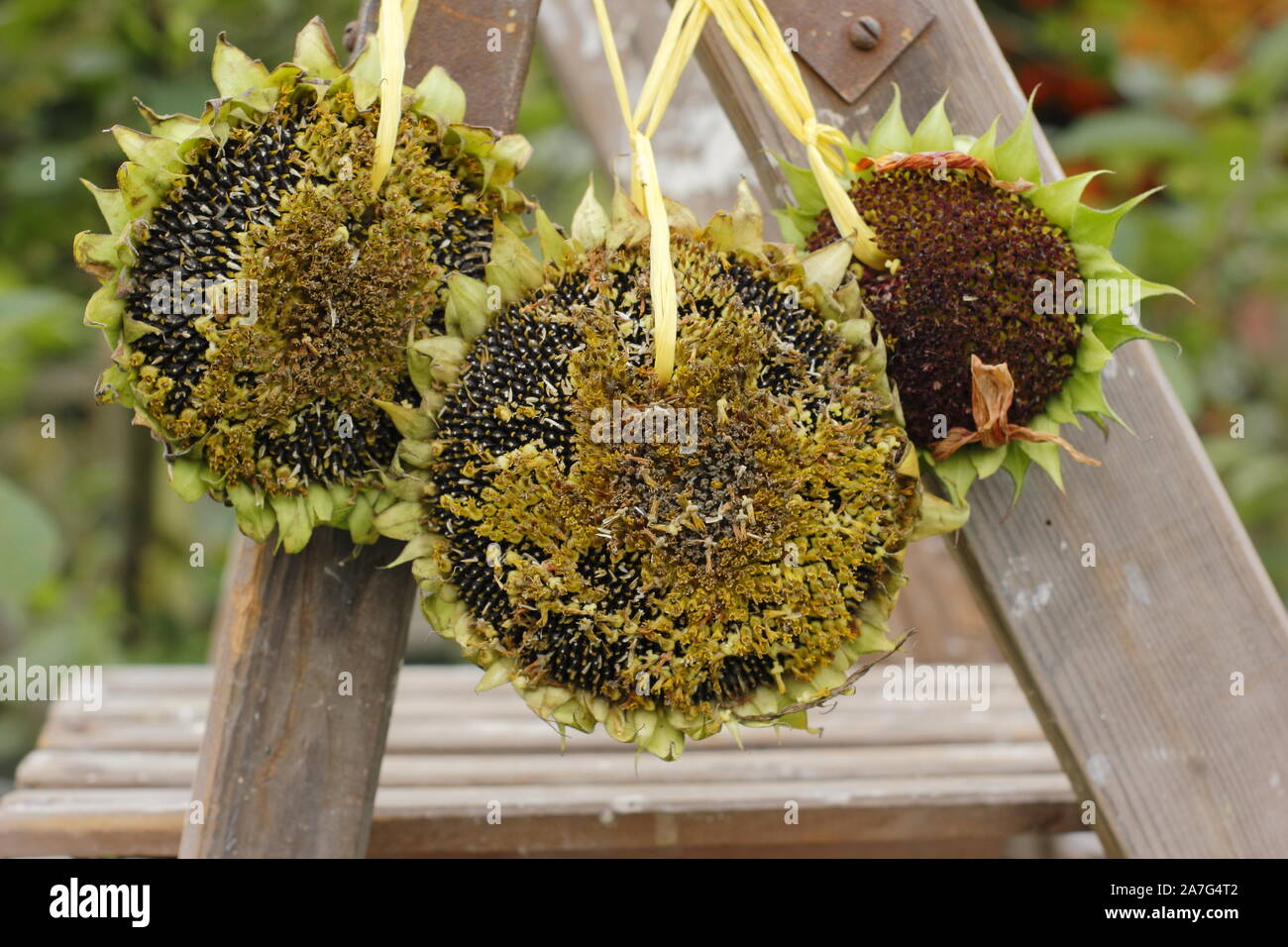 Helianthus annuus. Sunflower seed heads bird feeders. Stock Photo