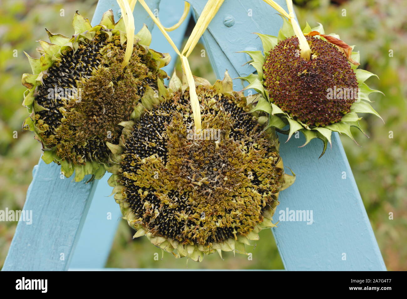 Helianthus annuus. Sunflower seed heads bird feeders. Stock Photo