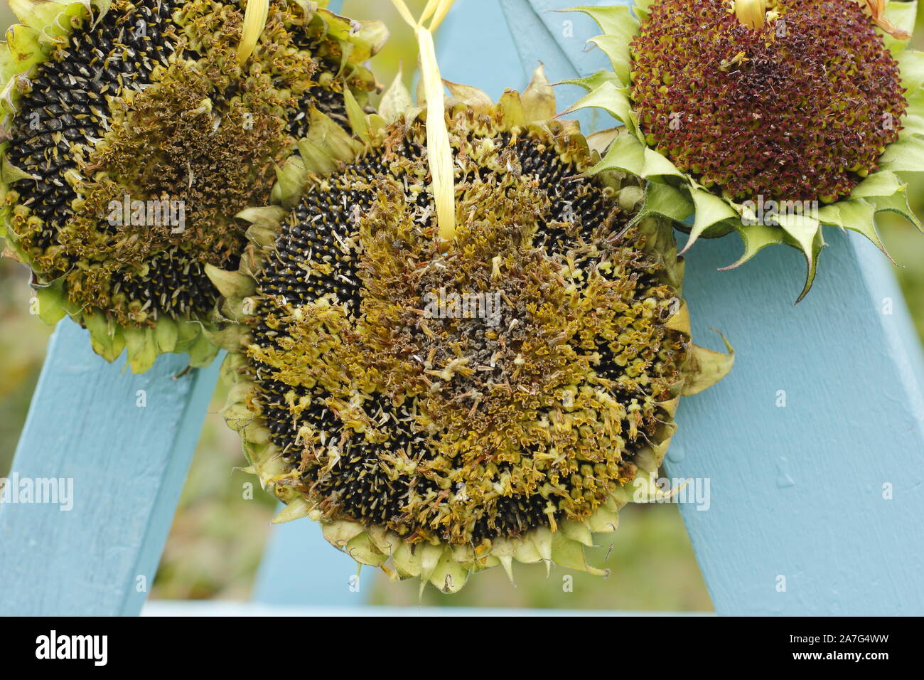 Seed heads birds hires stock photography and images Alamy