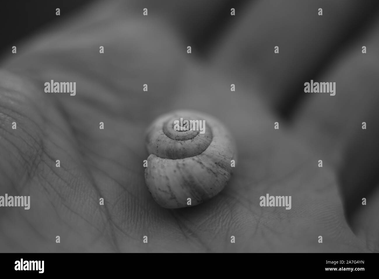 snail shell in human palm, macro photo, black and white Stock Photo