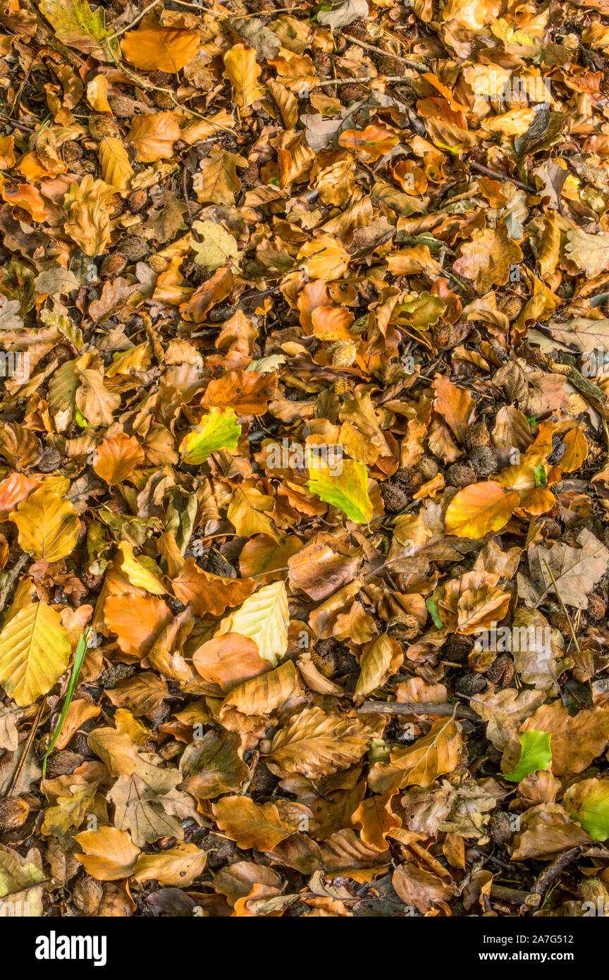 Fallen leaves and nuts on the ground in a Beech wood in autumn Stock Photo