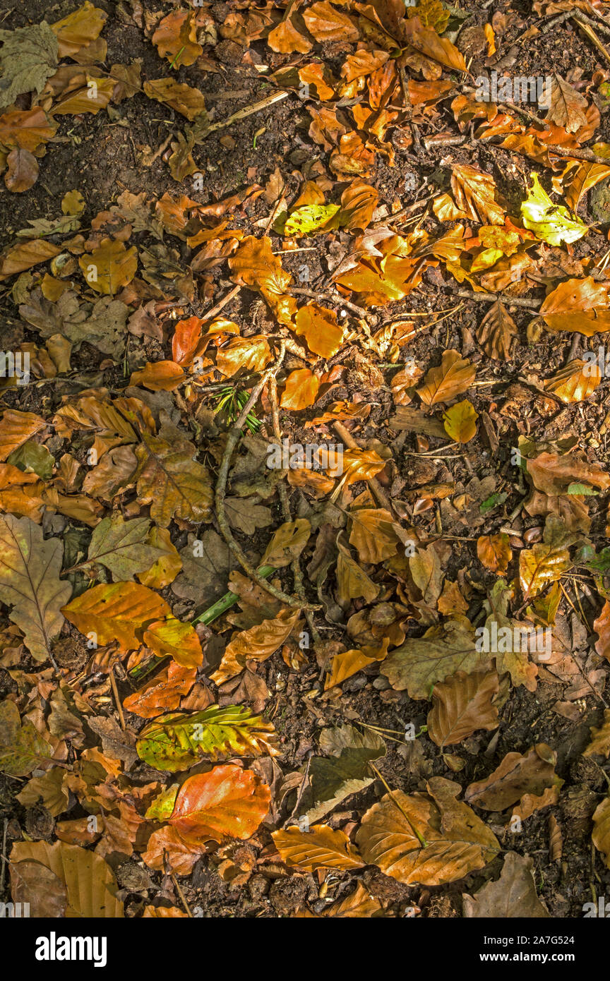 Fallen leaves and nuts on the ground in a Beech wood in autumn Stock Photo