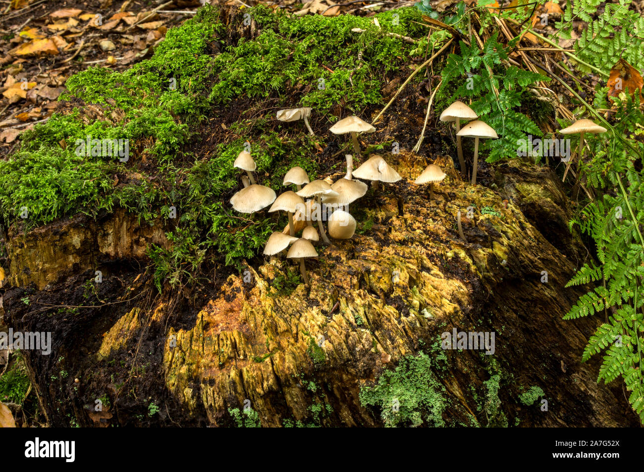 A common mushroom ffound as in this case on hardwood tree stumps Stock Photo