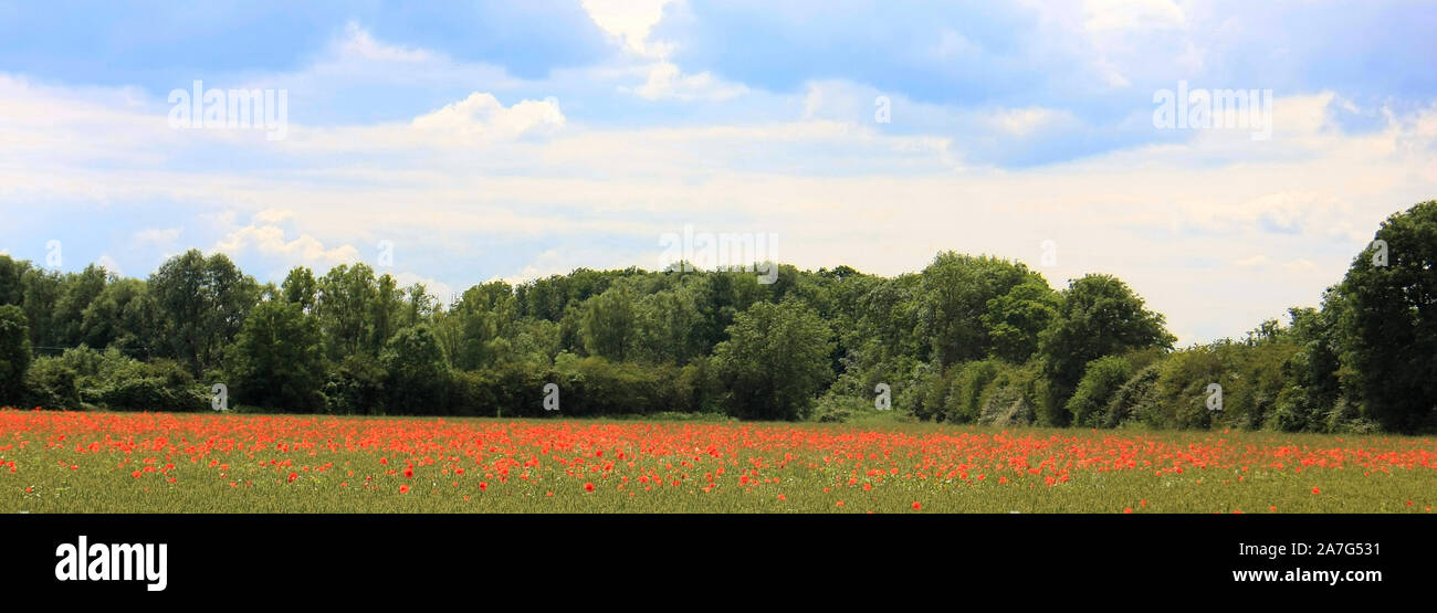 Poppies galore, Buckden, Huntingdon, UK Stock Photo Alamy