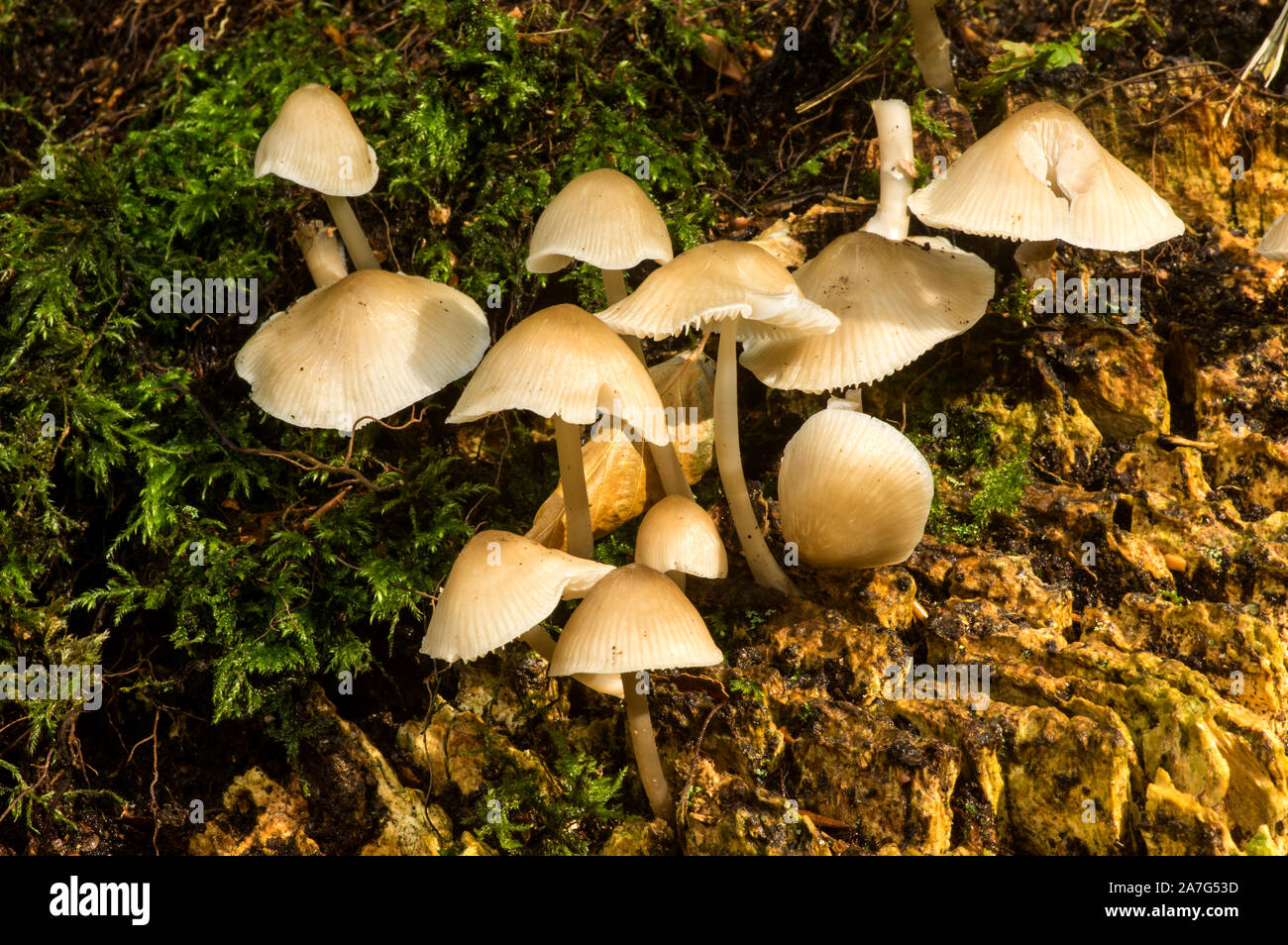 A common mushroom ffound as in this case on hardwood tree stumps Stock Photo