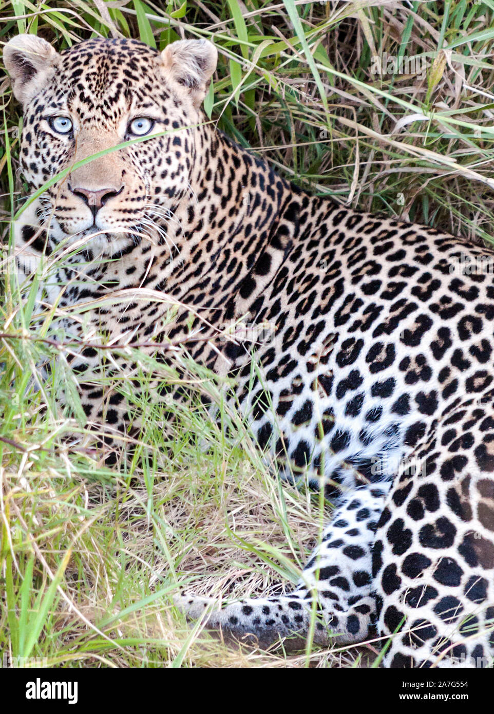 Leopard in the jungle of Kenya on a cloudy day Stock Photo - Alamy Leopard in the jungle of Kenya on a cloudy day Stock Photo - Alamy