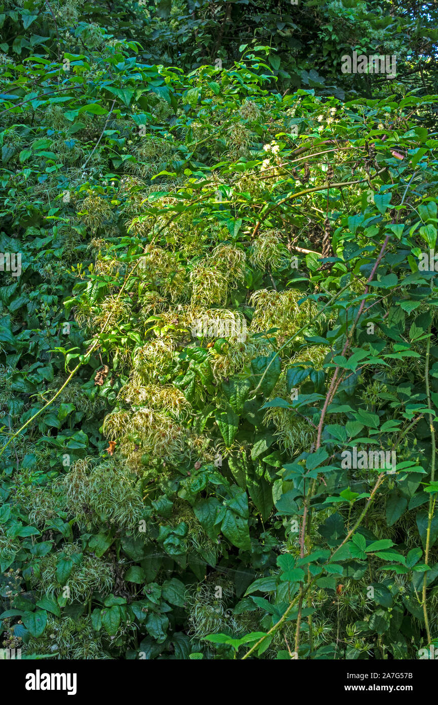 A clinbing plant found in lime rich woodalnd and hedgerows. The long silky hairs on the seed give us it's country name of Old Man's Beard Stock Photo