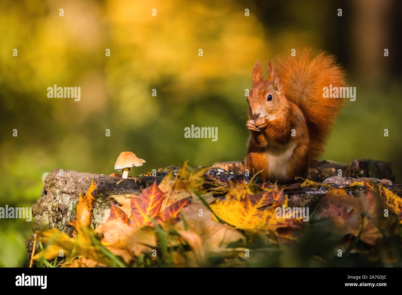 Cute red Eurasian squirrel with fluffy tail sitting on a tree stump covered with colorful leaves and a mushroom feeding on seeds. Sunny autumn day. Stock Photo