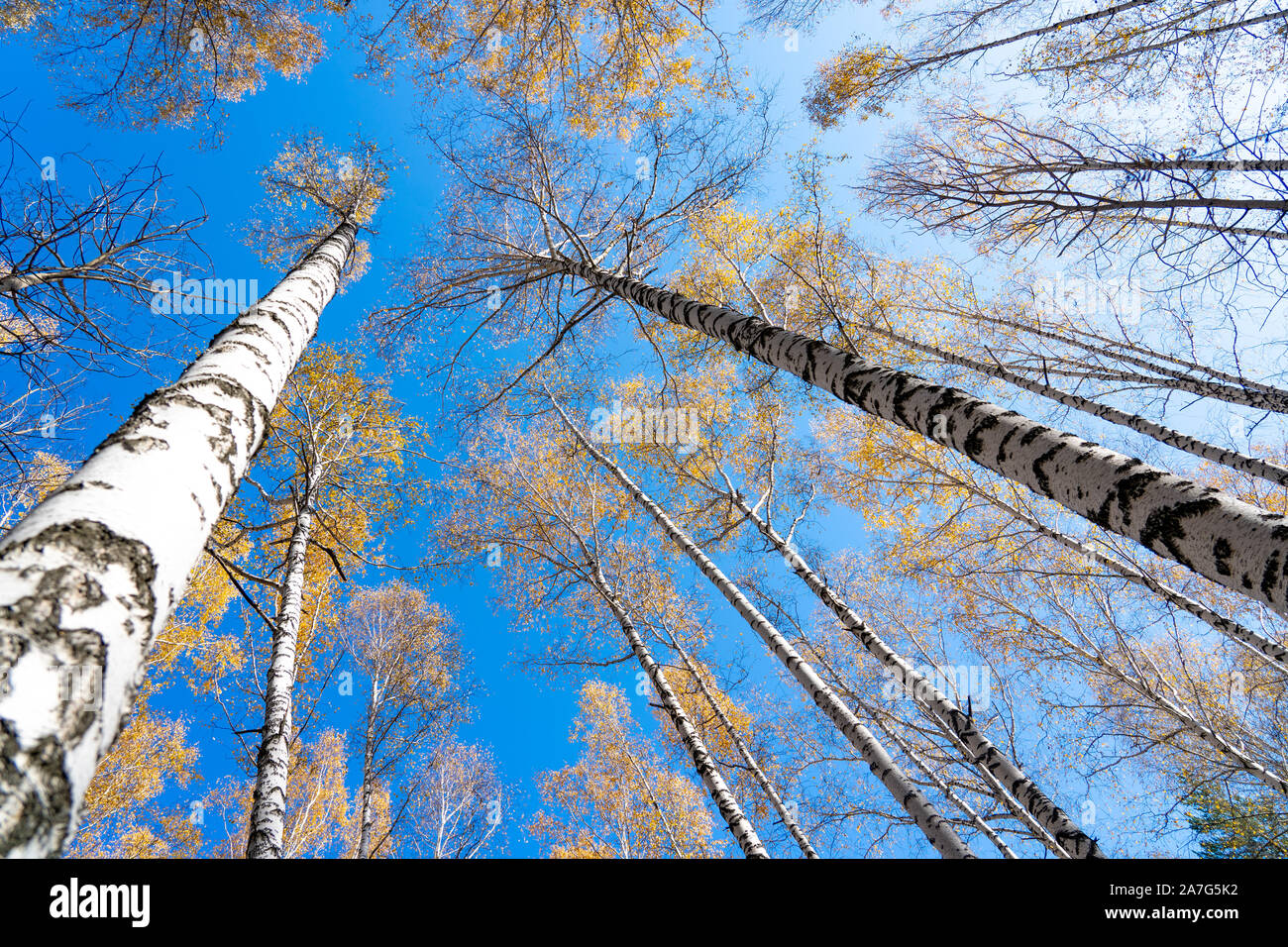 Yellow crown of birch in the fall against the blue sky. Birch trunk ...