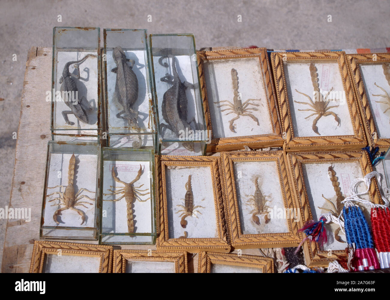 Framed, dead chameleons  and scorpions for sale in a market Medina, Tunisia. North Africa. Being sold as souvenirs to tourists. Stock Photo