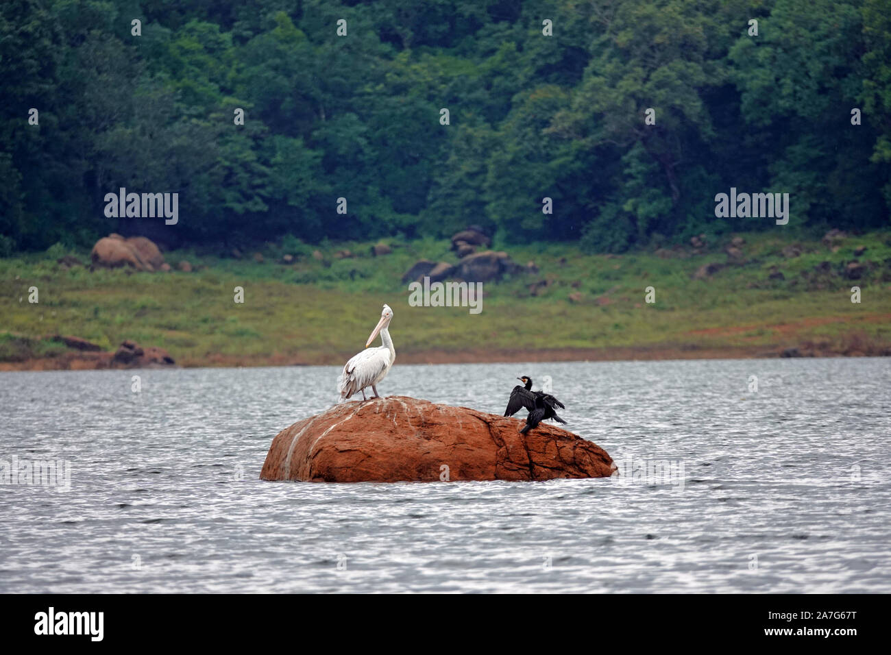 Birds, Senanayake Samuara Reservoir, Gal Oya National Park, Boat Safari, Sri Lanka Stock Photo