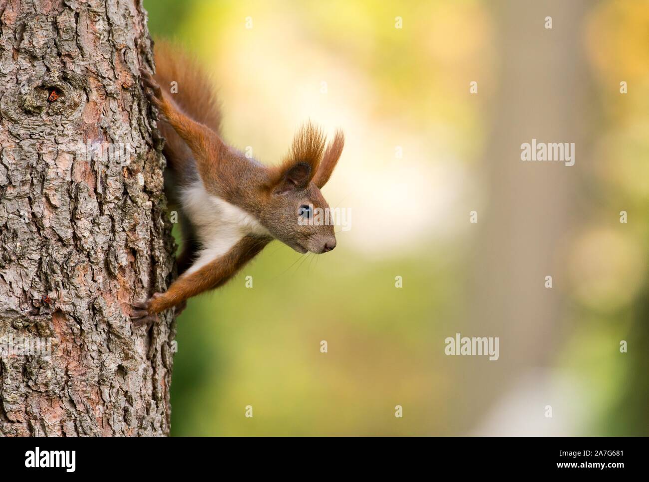 Eurasian red squirrel (Sciurus vulgaris) looks out behind tree trunk of