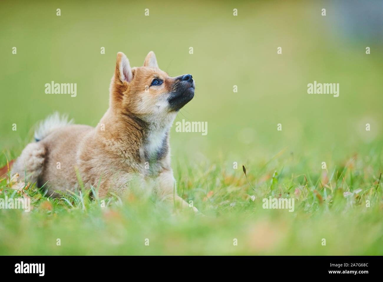Shiba, puppy lying on a meadow, Germany Stock Photo